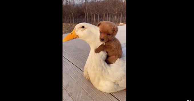 小狗狗抱着鸭鸭取暖 画面萌化网友：“太可爱了 我也想抱！”