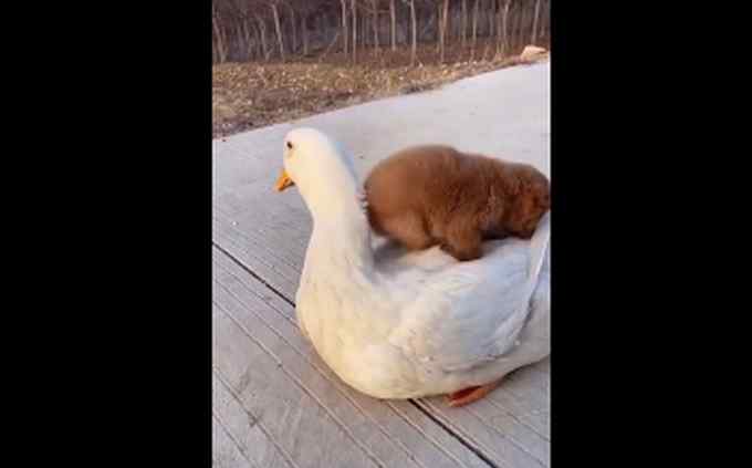 小狗狗抱着鸭鸭取暖 画面萌化网友：“太可爱了 我也想抱！”