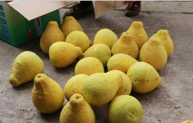 绿柚子 “小”柚子里的“大”学问 十里柚乡的甜蜜产业