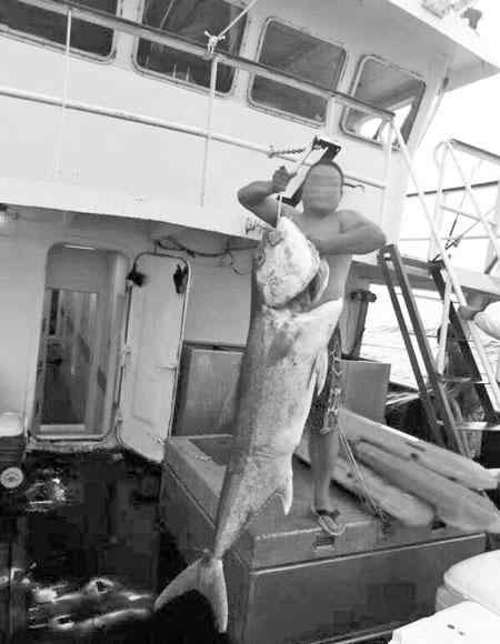 章红鱼 上海钓友在宁波钓到75公斤重“极品”红甘鱼