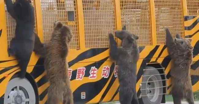 黑暗饲养员 上海饲养员被熊攻击遇难：尝到了禁果的熊、必杀