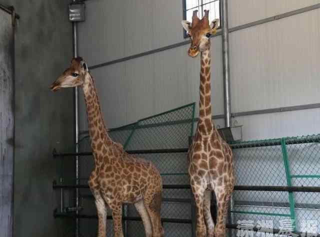 南非长颈鹿 长沙生态动物园又来新成员 2只南非长颈鹿
