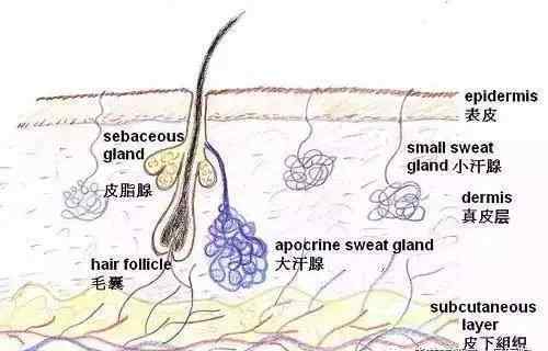 光动力祛痘 光动力疗法让你的痤疮一扫而光