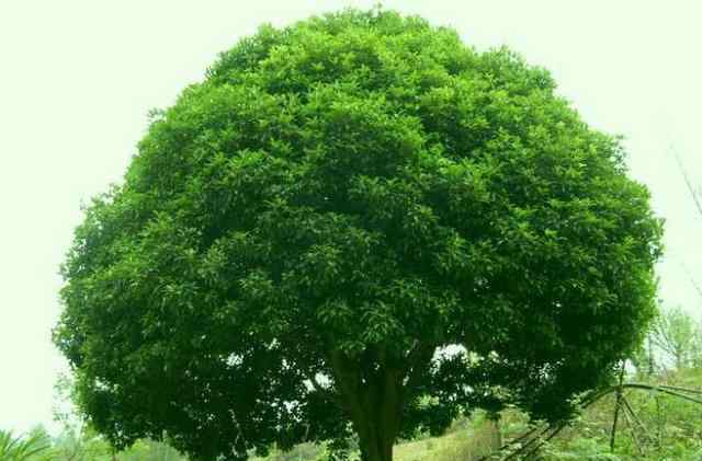 杭州的市树是什么树 浙江省花省树11市市花市树 你都知道吗？