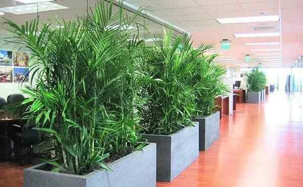 办公室花卉摆放风水 办公室植物摆放风水要注意什么