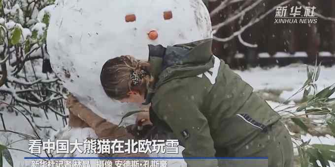 中国大熊猫在北欧玩雪 萌翻了！网友：差点以为是熊猫堆的雪人！