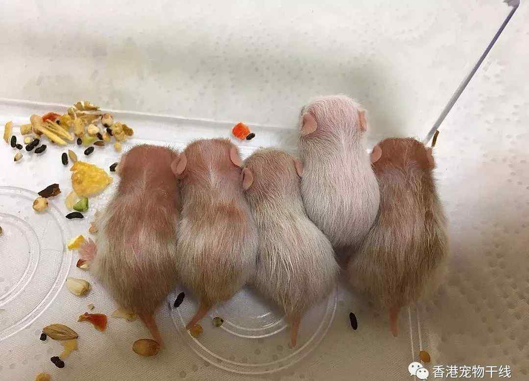 仓鼠幼崽长大过程图 小仓鼠从出生到长大的全过程
