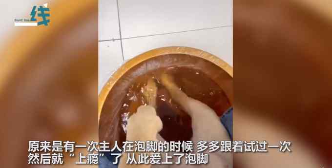 狗子泡脚上瘾 不让泡就哼哼唧唧撒娇推都推不走 最后表情亮了