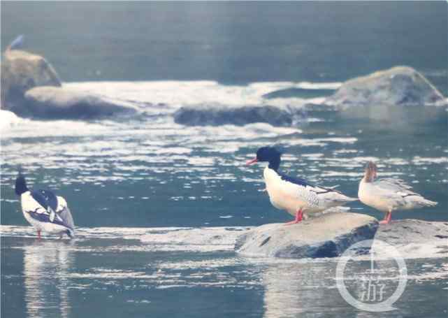 北长尾山雀 重庆有多少种鸟？刚发布的这本名录里有答案