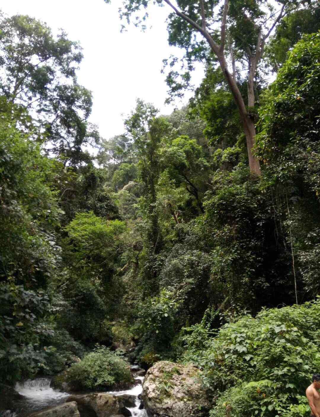 茶之家 【蟒蛇箐古茶】蟒蛇箐·茶农之家2020春茶开始了