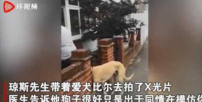 国外一主人花300英镑给“瘸腿”狗子看腿 医生：没事 它只是在模仿你