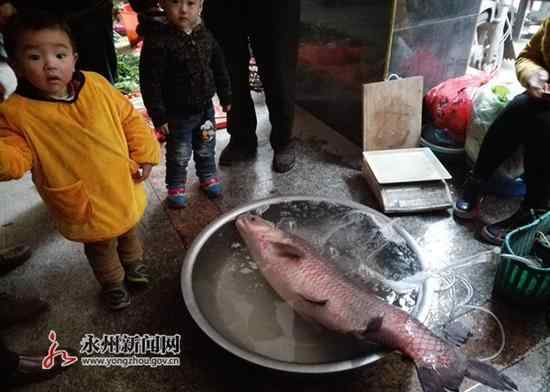 螺蛳青鱼 永州市民潇水河捕捞到重31斤螺蛳青鱼