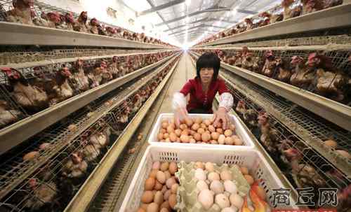 农场养鸡 家庭农场养鸡基地让农民发家致富