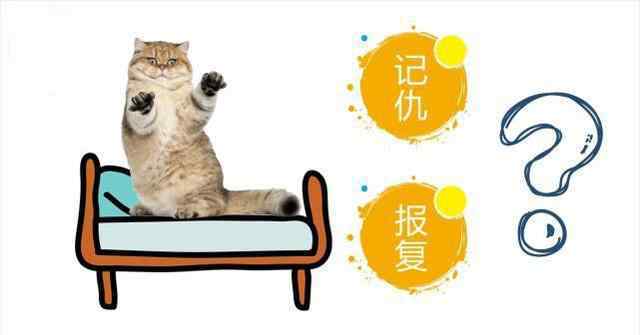 猫报复性撒尿 猫咪在床上尿尿是什么心理？并不是我们认为的样子