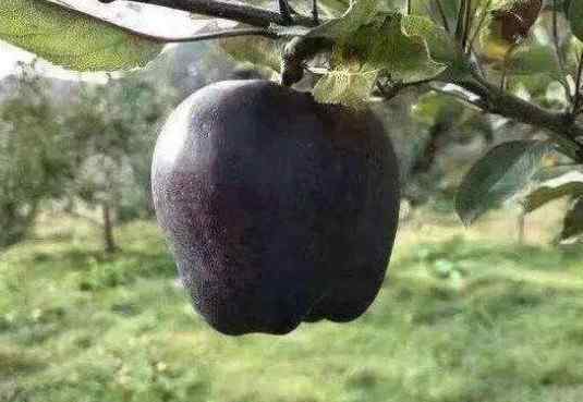 什么是黑苹果 5种黑色系水果，黑苹果算什么，图4才是水果界的“BMW”！