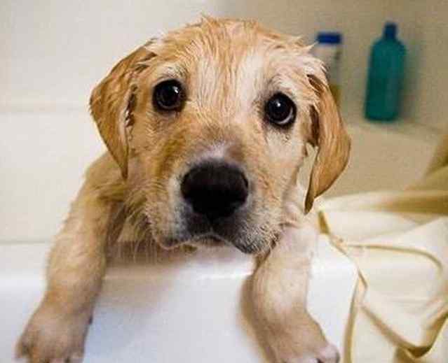 怕狗怎么办 家里的狗狗害怕洗澡 怎么办？