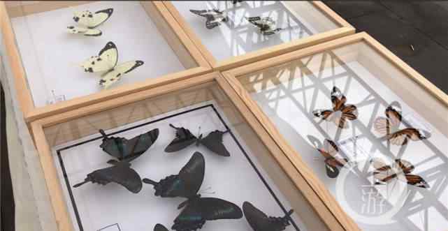 蝴蝶种类 重庆地区蝴蝶种类超500种 为啥我们很难见到？