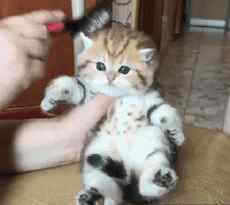 如何给猫剪指甲 如何正确帮猫咪剪指甲？