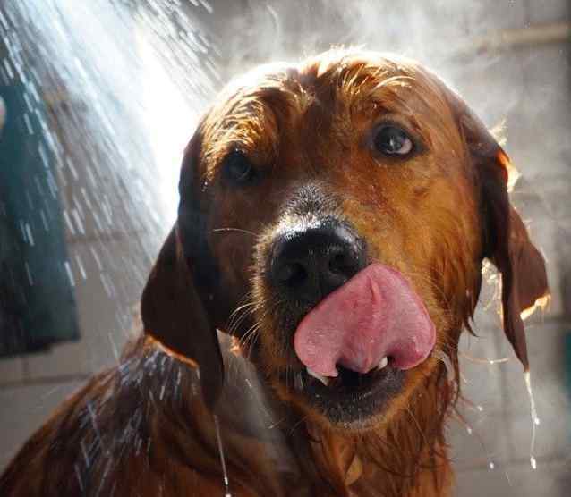 怕狗怎么办 家里的狗狗害怕洗澡 怎么办？