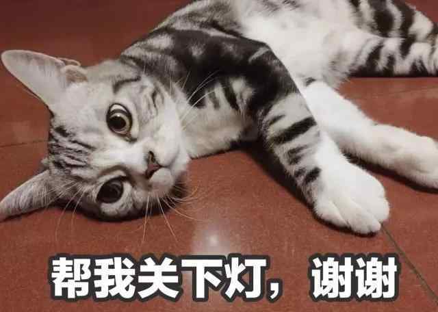 英短什么毛色最贵 蓝猫、加菲到底都是什么猫？教你认清这6个品种