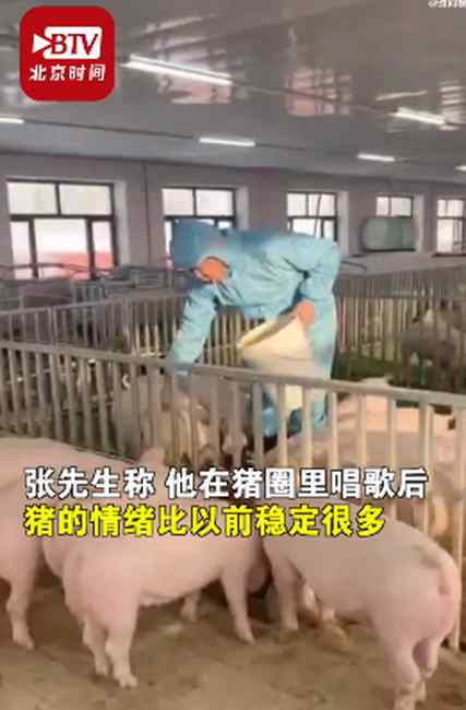 哈尔滨养猪男子给猪唱歌：猪的情绪比以前稳定了 出栏时间也缩短