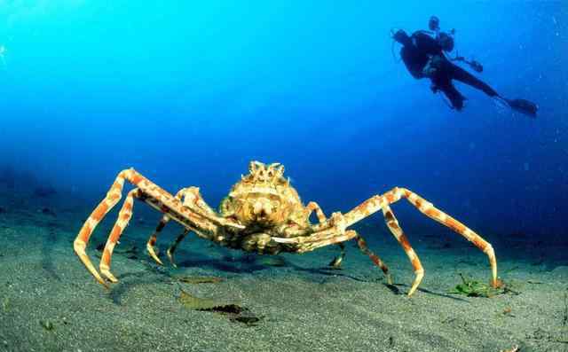 最大的螃蟹 全球最大的螃蟹：长4米可以活100年，鲨鱼都不是其对手！