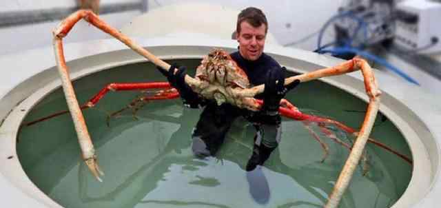 最大的螃蟹 全球最大的螃蟹：长4米可以活100年，鲨鱼都不是其对手！