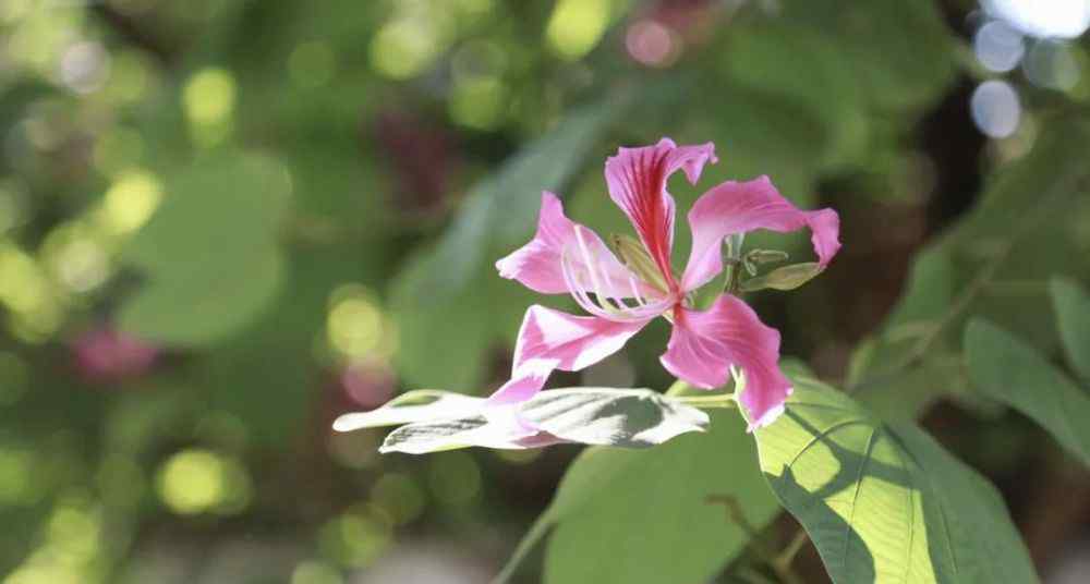 紫荆花的寓意 为什么湛江的市花是紫荆花？不懂的看过来！