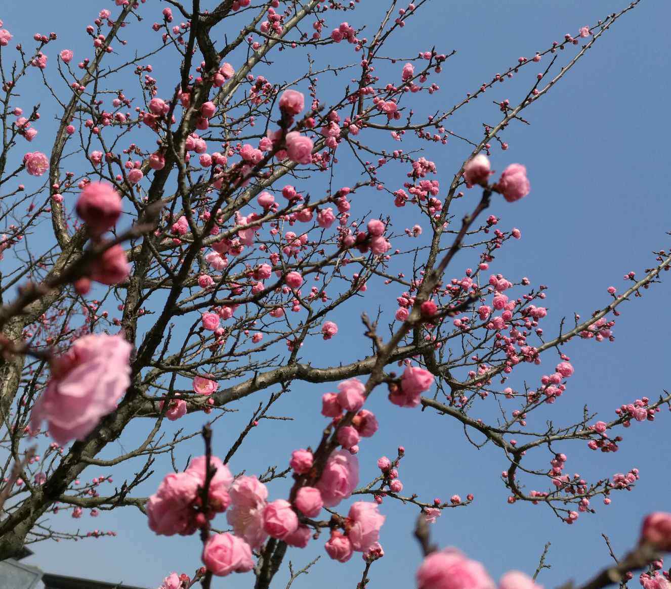 与梅花有关的古诗 历代名人与梅花的故事精选