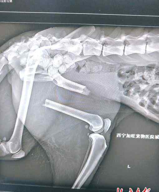普天春 老年雪豹被撞成重伤获救后第一次手术失败 进京再做手术