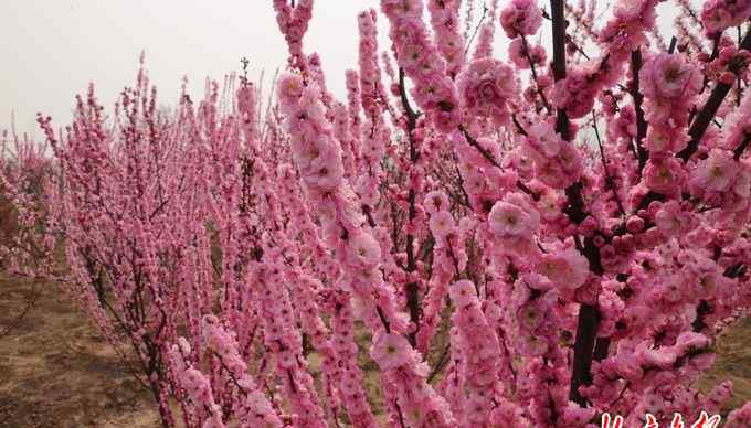 北京清明节旅游 缅怀革命先烈 北京市旅游委推出15条“清明红色游”主题线路