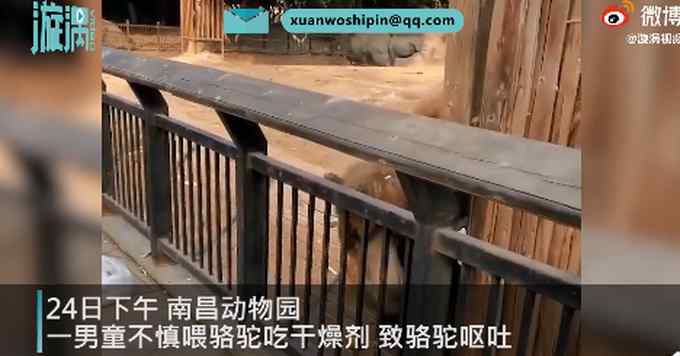 江西南昌一男童不慎喂骆驼吃干燥剂致呕吐 园方回应了！