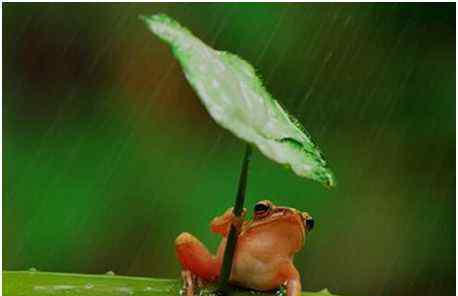树蛙打伞 世界上最可怜的打伞树蛙