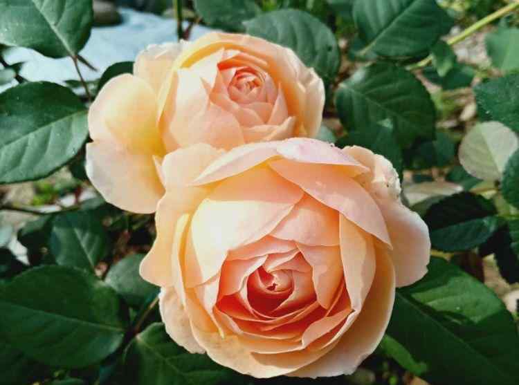 招财转运花 漂亮又好养的“4种花”，比玫瑰好看，招财又开运，你养了吗？