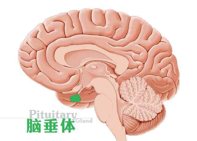 黑脸叶猴 悦读：《荷尔蒙战争》颠覆性别认知、重塑人生自信的科普经典