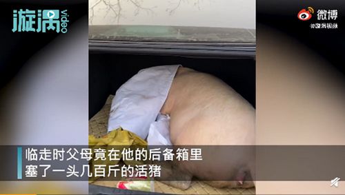 男子回家探亲离别时爸妈送活猪 沉甸甸的礼物！ 事情的详情始末是怎么样了！