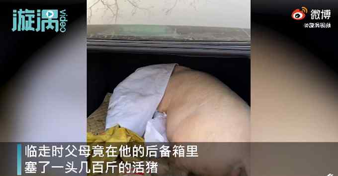 男子回家探亲离别时爸妈送活猪 直接塞进后备箱 网友评论亮了