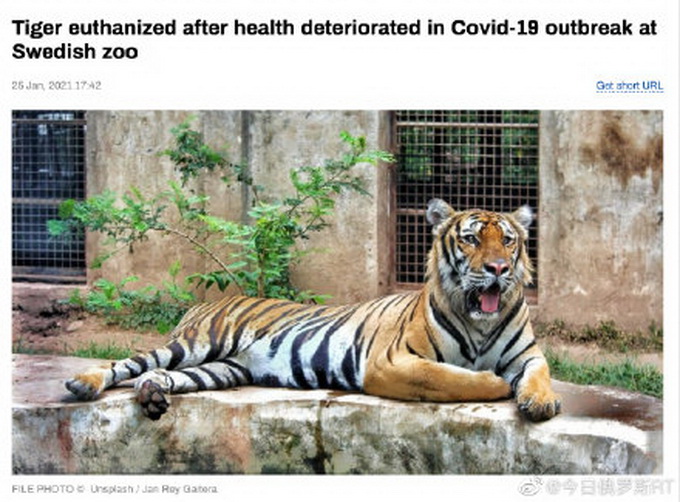 瑞典动物园老虎染新冠被安乐死 很多动物都有感染症状 真相原来是这样！