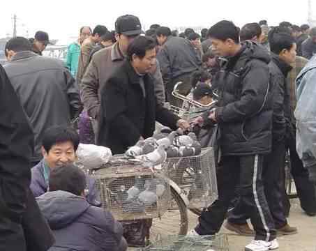 信鸽市场 【围观】中国鸽市