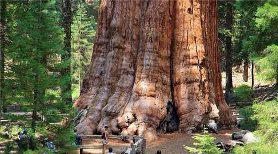 世界第一大树 世界十大最美丽的树木，雪曼将军树力挽狂澜排名第一位！