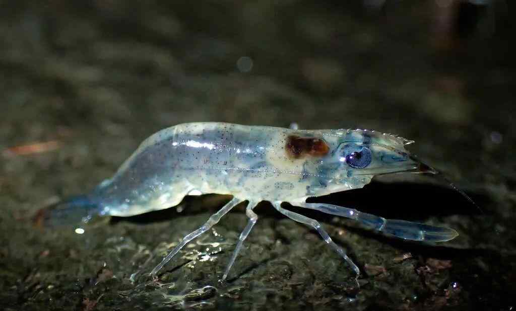 泰国游行 上千只活虾同时爬上岸，泰国出现“游行虾”，专家称正在进化之中