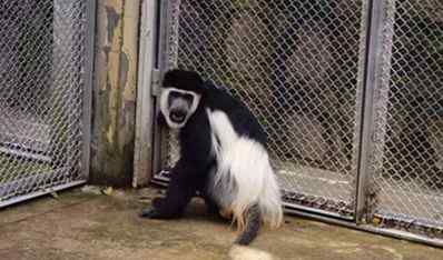 黑白疣猴 合肥野生动物园又来“小伙伴” 非洲“最美猴王”黑白疣猴入园