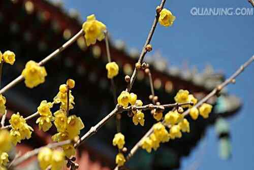 腊梅图片大全大图 腊梅花非常的漂亮，让我们通过腊梅花图片来了解腊梅花吧！