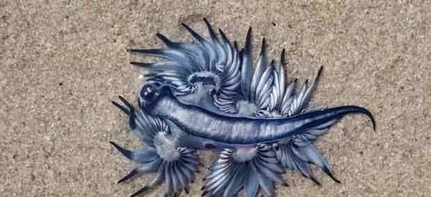 海蝎 非洲海滩惊现怪异生物 被称“海洋中最美丽杀手”？！