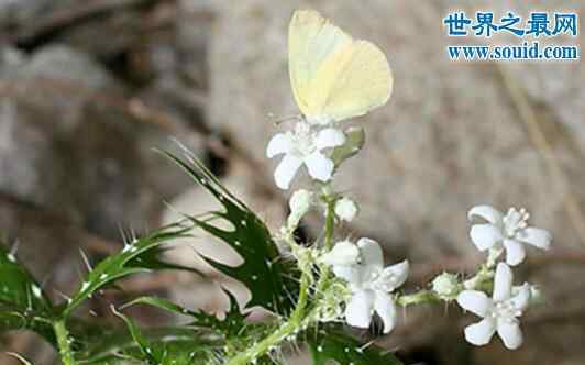 坏女人花 世界十大危险植物，坏女人花会渗出腐蚀性液体