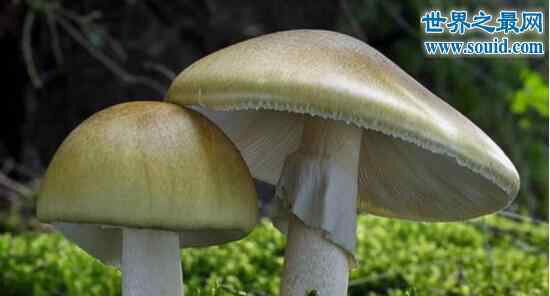 死亡帽 世界上最毒的蘑菇，死亡帽