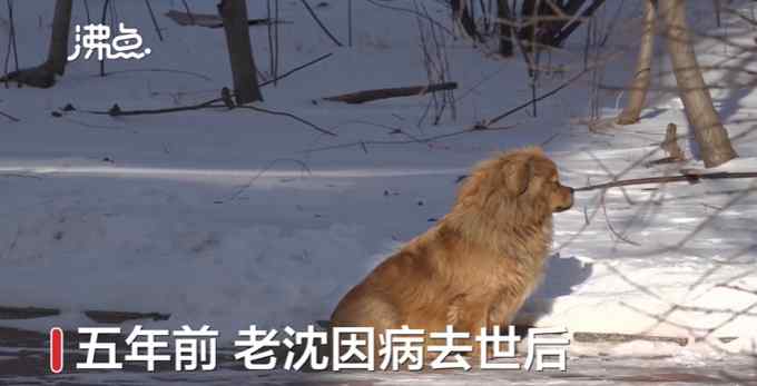 辽宁版忠犬八公！狗狗为去世主人原地等待5年 网友：我怎么哭了……