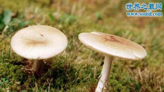 死亡帽 世界上最毒的蘑菇，死亡帽