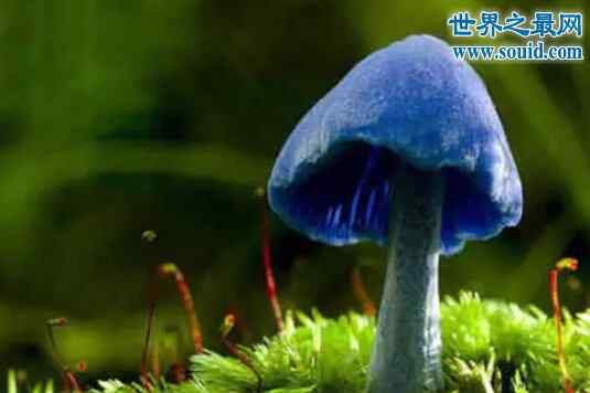 蘑菇是什么颜色 世界十大最奇怪的蘑菇，天蓝蘑菇颜色最鲜艳