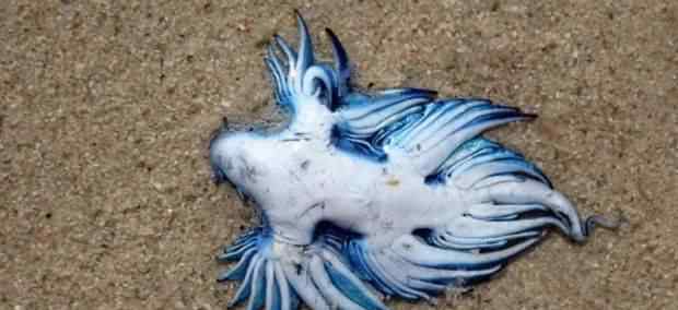 海蝎 非洲海滩惊现怪异生物 被称“海洋中最美丽杀手”？！